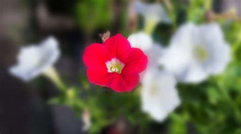 Petunia Colors: What Colors do Petunias Bloom?