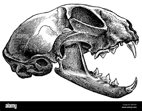 Domestic cat: skull Stock Photo - Alamy