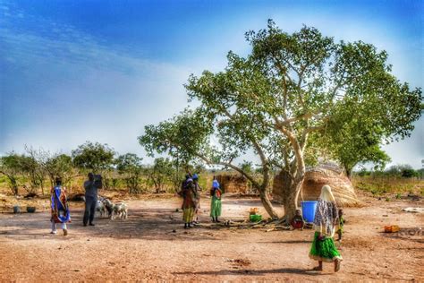 Ghana Africa village people tree - Regeneration International