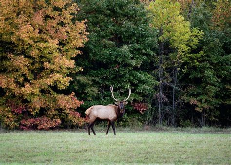 Elk in Ponca on the Buffalo River | Arkansas travel, Places to go, Arkansas