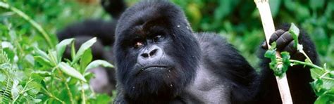 Cross River Gorilla Reproduction, Habitat & Population