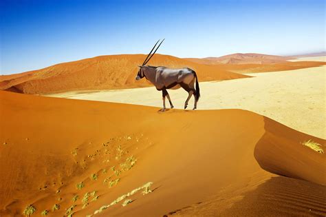 Namibia Desert and Etosha National Park Exploration | The Outdoor Voyage