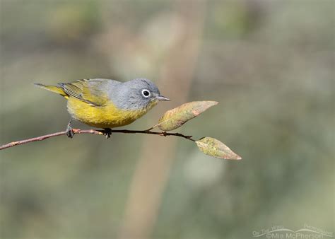 Nashville Warbler Images - Mia McPherson's On The Wing Photography