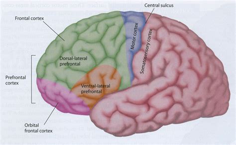 Prefrontal Cortex Anatomy