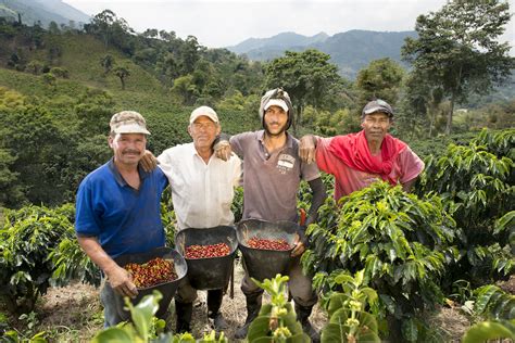 Coffee Farmworkers: The Next Step, from Research to ActionDaily Coffee ...