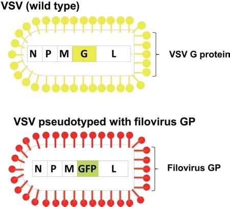 Schematic diagram of vesicular stomatitis virus (VSV) p | Open-i