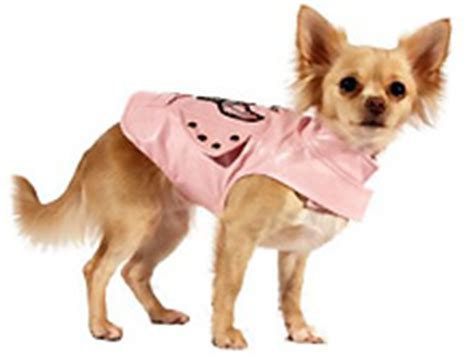 Chihuahua Puppy Clothes and Fine Dining: An Unusual Story! - Chihuahua ...