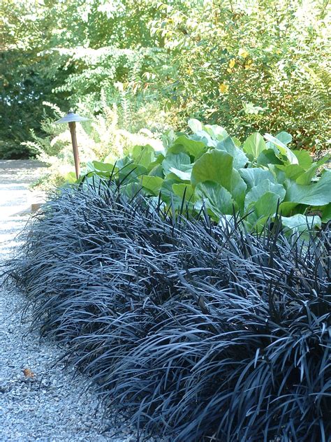 Black Mondo Grass | Striking Dark Foliage for Garden Drama