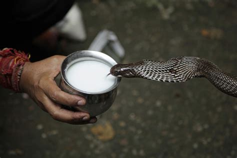 A Milk-Drinking British Boa - Beachcombing's Bizarre History Blog