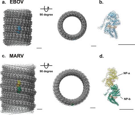 Structural Research of Filoviridae - Creative Biostructure