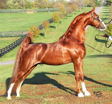 The American Saddlebred: 12/21/14 Vanity's Sensation of Crebilly