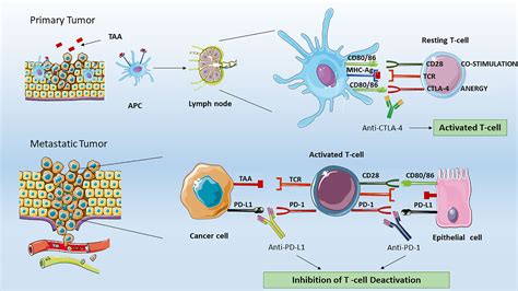 Frontiers | The Use of Immune Checkpoint Inhibitors in Oncology and the Occurrence of AKI: Where ...