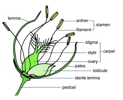 Flower Anatomy