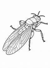 Cigale Fourmi Cicada Coloriage Cicala Insekten Kolorowanki Owady  sketch template