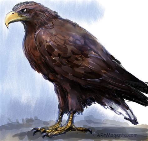 Birds: White-tailed Eagle