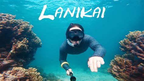 SHARK Sighted! Lanikai Beach Snorkeling, Oahu Hawaii - YouTube