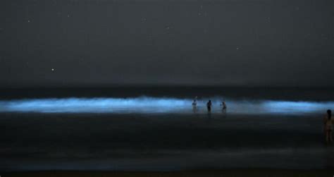 Bioluminescent waves will illuminate beaches of southern California ...