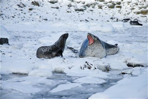 Leopard Seals Predators