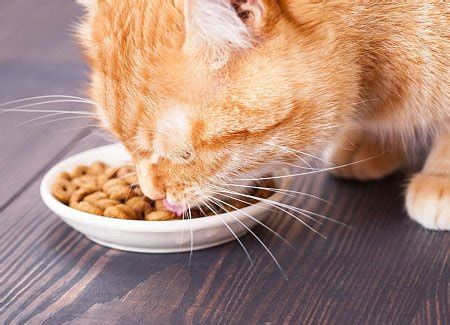 18 Awesome Cat Feeding Tips By Thecatsite Staff Members | TheCatSite