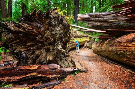 Adventures in California’s Humboldt County - Lonely Planet