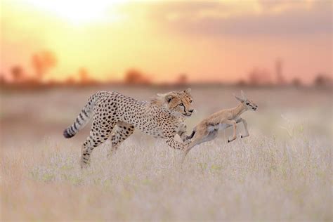 Cheetah Hunting A Gazelle Photograph by Ozkan Ozmen I Big Lens Adventures - Fine Art America