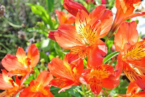 Types of Orange Flowers: Stunning Orange Flowering Plants - EatHappyProject