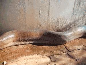 #snake #amazing #photography #funny #funny_photos #funny_gif #gif # ...