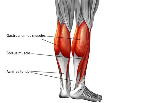 Google Image Result for https://www.hss.edu/images/articles/leg-calf-gastrocnemius-muscles ...