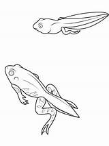 Tadpole coloring Pages sketch template