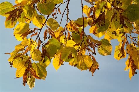 Edit free photo of Linde,tree,autumn,seeds,flying seeds - needpix.com