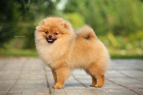 Diana is the most gorgeous Pomeranian you will ever meet. Pomeranian Breeders, Pomeranian Facts ...