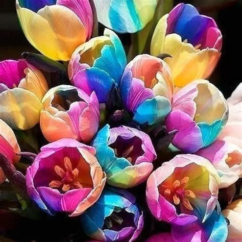 5x New World Rare Rainbow Tulip Bulbs Bonsai The Most Beautiful Flower ...