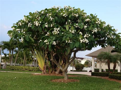 Image result for frangipani tree | Plumeria tree, Ornamental trees, Tropical garden