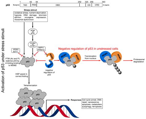 Pharmaceuticals | Free Full-Text | Therapeutic Strategies to Activate p53