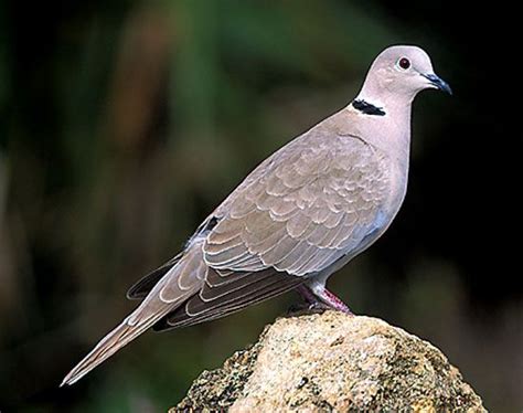 Bird Species - Eurasian Collared-Dove | Bird species, Bird pictures, Bird life list