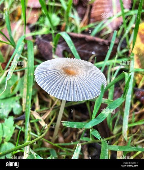 Pleated ink cap mushroom Stock Photo - Alamy