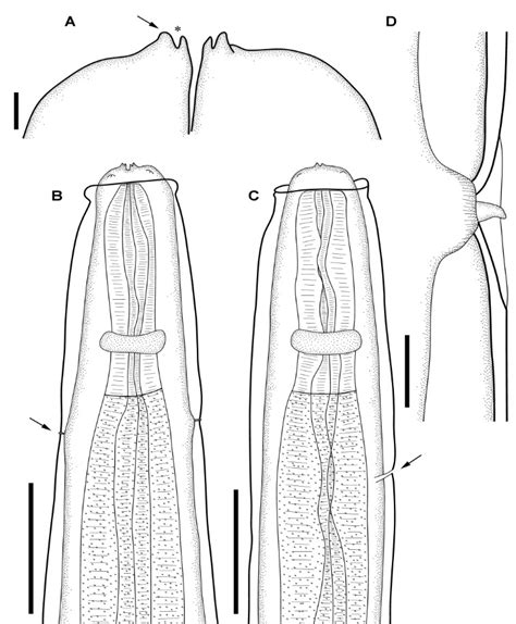 Line drawings of the type material of Physaloptera retusa (Rudolphi,... | Download Scientific ...