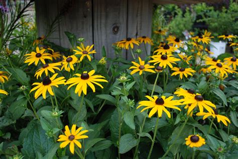 Black-Eyed Susan Rudbeckia • Kiwi Nurseries Ltd