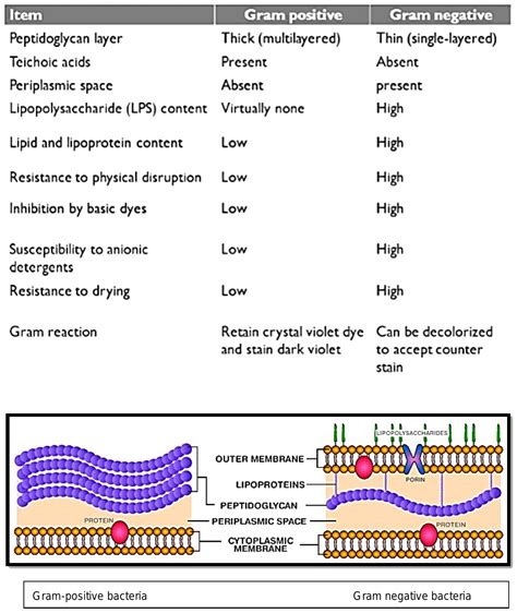 Draw a label diagram of gram positive bacteria and gram negative bacteria. Also explain the ...