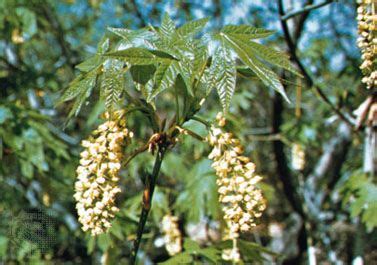 Sapindaceae | Description, Plant Family, Characteristics, Examples ...