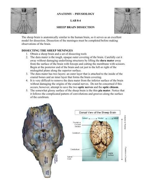 SHEEP BRAIN DISSECTION - Physics-matters.net