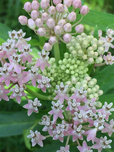 A1. Pink Milkweed Seed – Florida Native Wildflowers