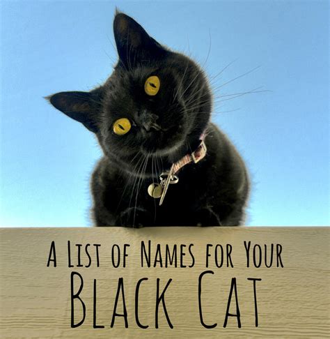 250+ Cool, Unique, and Creative Names for Your Black Cat - PetHelpful