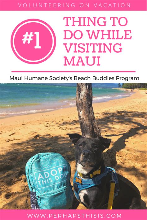 Maui Humane Society, Beach Buddies Program ~ Volunteer on Vacation - | Travel fun, Humane ...