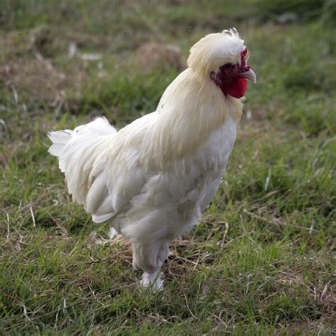 7 Best Feather Footed Chicken Breeds - Audrey's Little Farm