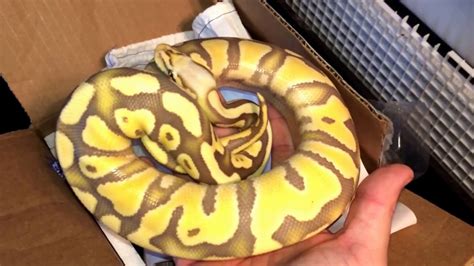 Ball Python Unboxing: Desert Ghost Project - YouTube