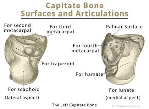 Capitate Bone Definition, Location, Anatomy, Diagram