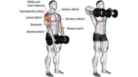 Side Deltoid | 20 Best Lateral Deltoid Exercises & Workouts