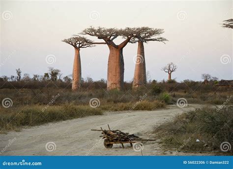 Baobab Alley at Sunset - Madagascar Stock Photo - Image of giant, alley: 56022306