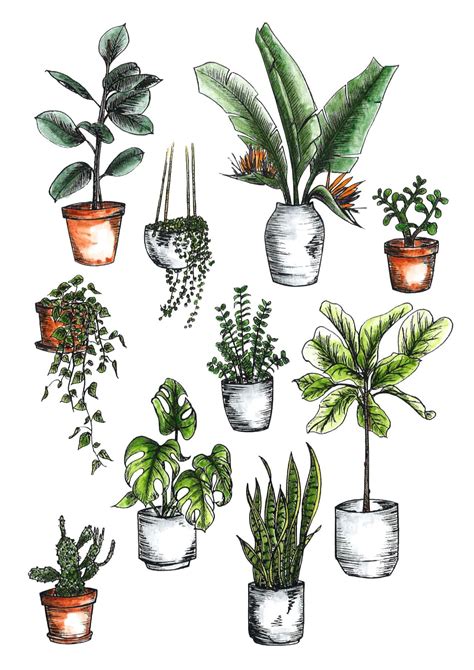 How To: Care for Indoor Plants #Hangingplantsdiyoutdoor | Plant sketches, Plant drawing, Plant ...